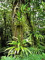 Image 1Rich rainforest habitat in Dominica (from Habitat)