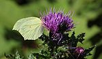 on Cirsium japonicum, Mount Ibuki, Shiga prefecture, Japan.