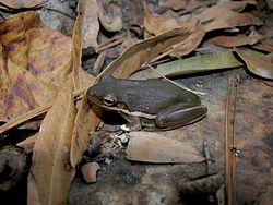 American green tree frog Hyla cinerea