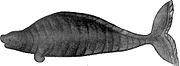 Drawing of Steller's sea cow by Sven Larsson Waxell (1742).
