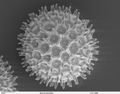 花粉的扫描电子显微照相