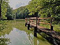 A pond in the woods