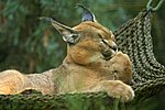 Felis Caracal