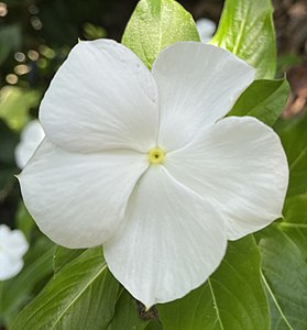 A fully bloomed white plant