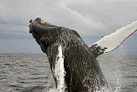 Humpback Whales often breach the waters surface.