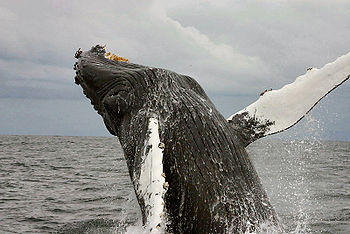 Humpback Whales often breach the waters surface.