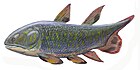 一種米瓜夏魚（Miguashaia）