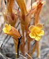 Orobanche fasciculata