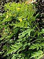 'Architectural' foliage, fully developed at time of flowering