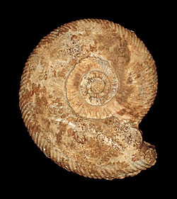 Fossil of the Middle Jurassic ammonoid Parkinsonia parkinsoni