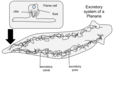 Planaria excretory system. user:putaringonit