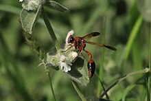 Red potter wasp from United Arab Emirates