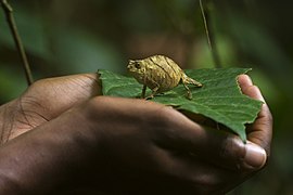 Spectral pygmy chameleon