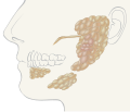 salivary glands