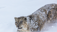 Snow leopard (Panthera uncia) in Spiti