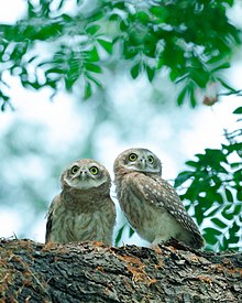Spotted owlet pair