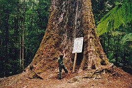 Child standing under 92 metre mountain ash tree in Tasmania's Styx Valley