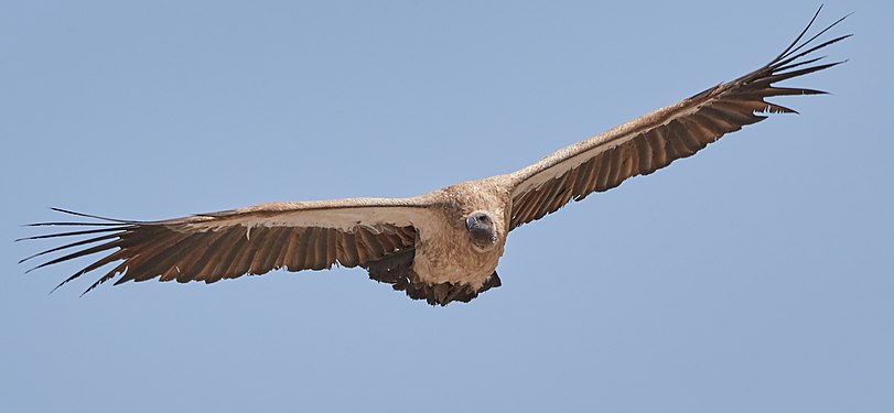 -White-backed vulture (gyps africanus) near Okaukuejo in Etosha National Park, Namibia