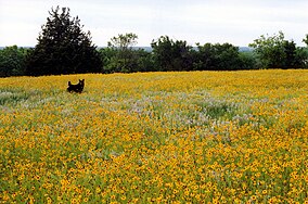 Tandy Hills Natural Area