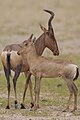 Cow and calf in Kgalagadi Transfrontier Park