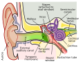 Anatomy of the human right ear.   Brown is outer ear.   Red is middle ear.   Purple is inner ear.