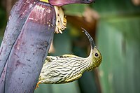 In Kaeng Krachan National Park, Thailand