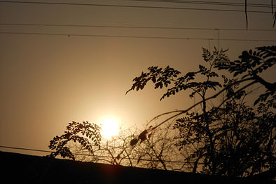 Backlit view of branches in daylight