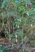 Habit near Toolangi