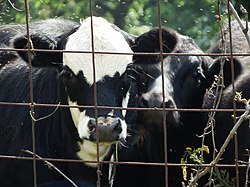 Black and white spotted cow behind barred fence
