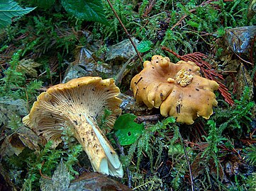 Yellow-brown specimens