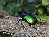 Adult of Calosoma sycophanta preying on a caterpillar of Lymantria dispar