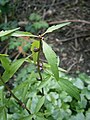 Cardamine bulbifera young plant