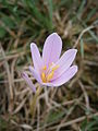 Colchicum alpinum