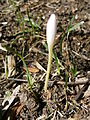 Colchicum alpinum bud in the Grandes Rousses