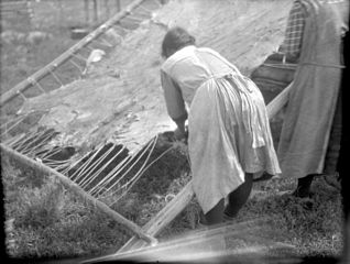 Cree women working on a large moose hide, Waterhen River area, Northern Saskatchewan