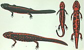 Yunnan lake newts by George Albert Boulenger (1905).