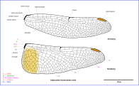 Diagram of male wings