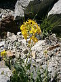 Erysimum rhaeticum