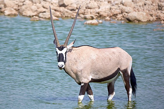 Gemsbok (South African oryx) (oryx gazella) near Okaukuejo, Etosha, Namibia