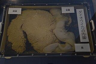 #642 (17/1/2016) Well-developed ovary and associated caecum and stomach dissected from the same specimen