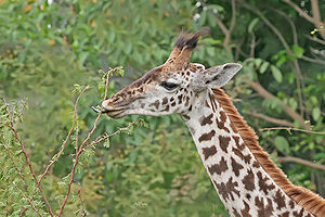 A giraffe feeding