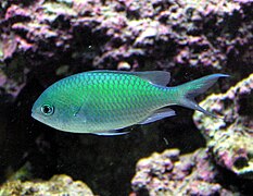 Chromis viridis