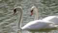 Sir Lancelot & Elaine (mute swans)