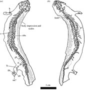 Skeleton of Joermungandr bolti, showing preserved remains of scales