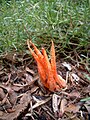 Individual fruiting body growing on pine bark mulch of unknown origin.