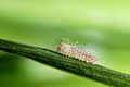 First instar caterpillar