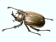 Illustration of Megasoma anubis (male)