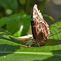 Morpho menelaus with closed wings