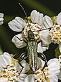 Male of Oedemera flavipes, always darker in colour than Oedemera nobilis