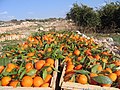 Orange crop